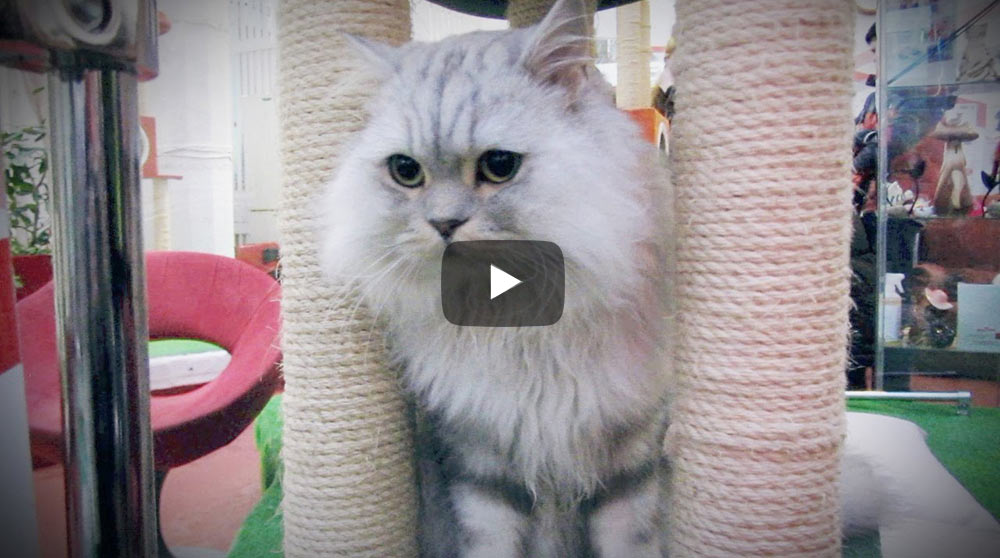 Депиляция на выставке кошек